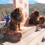 Tibetische Hunde