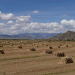Getreidefelder - die Kornkammer Tibets