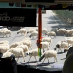 Schafe kreuzen den Weg