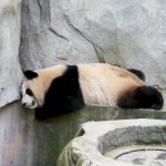 Müder Panda