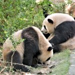 Spielende Pandas