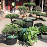 Bonsai-Bäumchen im Tempel