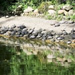 Im Tempel-Park Schildkröten ohne Ende