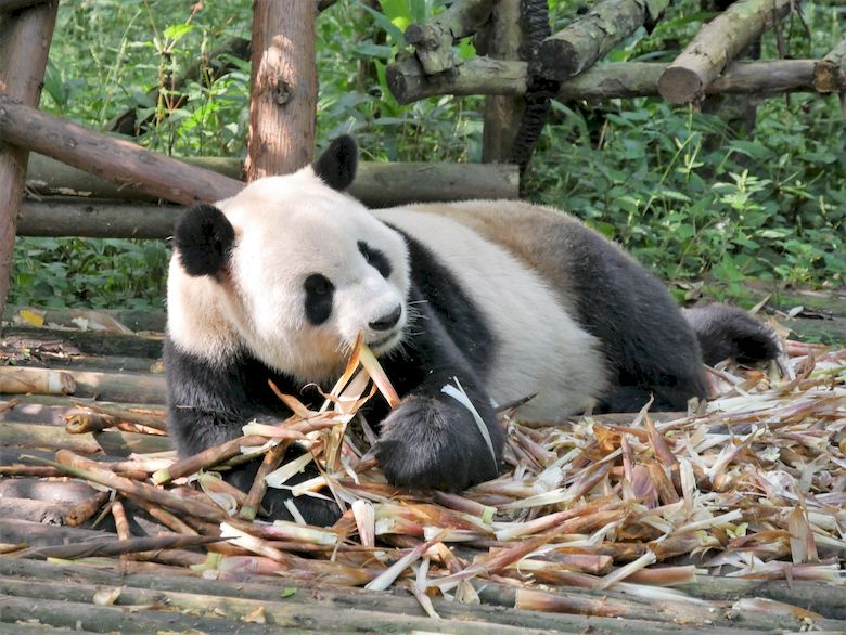 Bei den Pandas in Chengdu